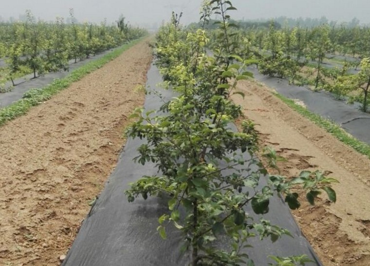 防草布、除草布