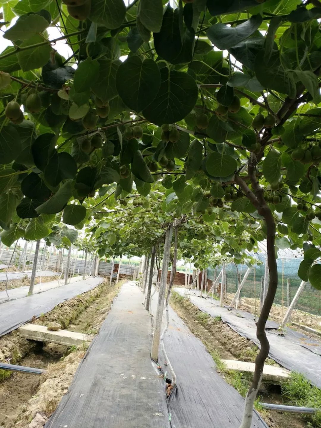 防草布、除草布